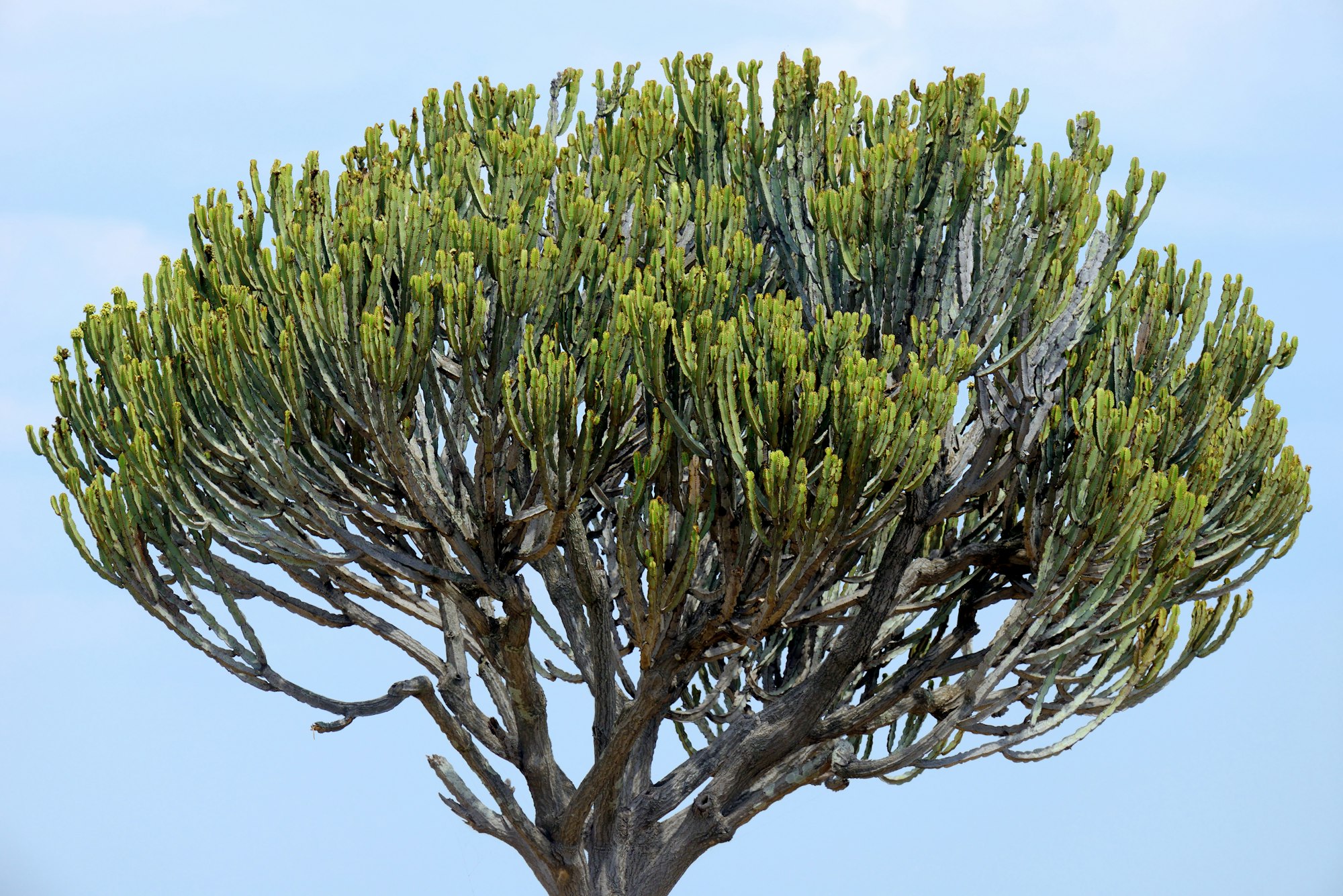 African cactus tree