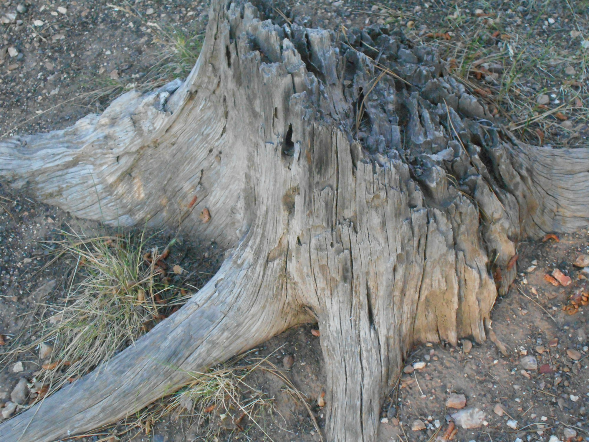 Beauty in Nature! Old Gnarled Tree Stump!