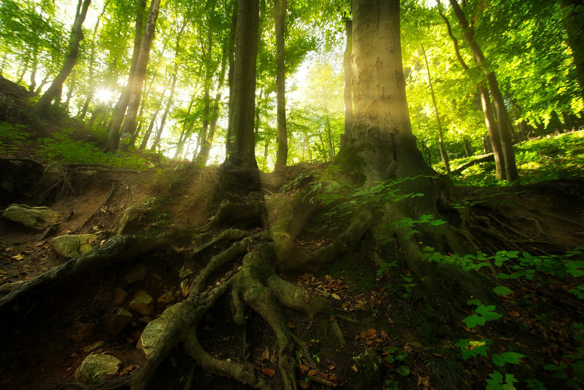 Big trees in the forest