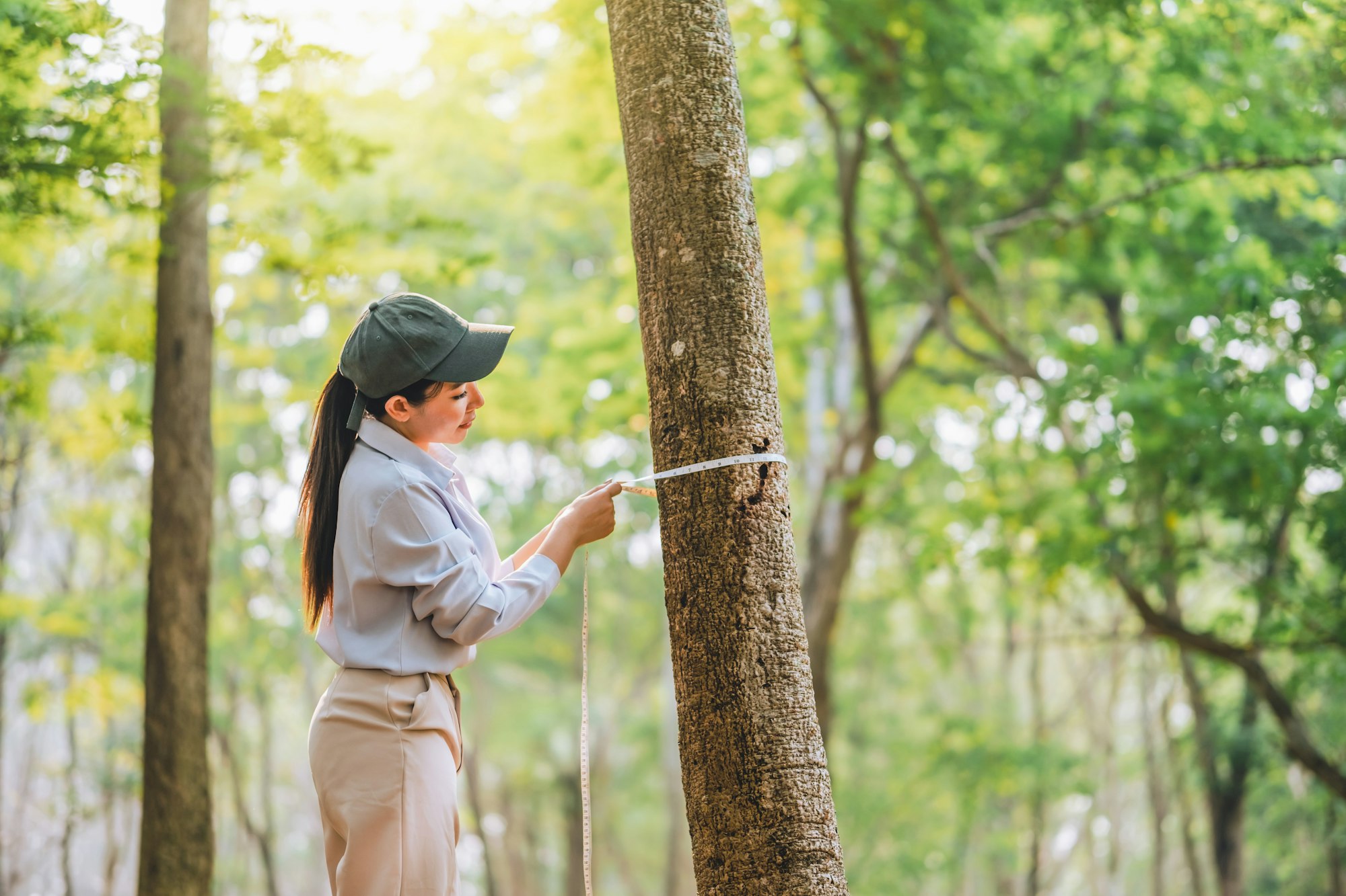 Concept to love nature and tree Woman measuring the circumference of a tree