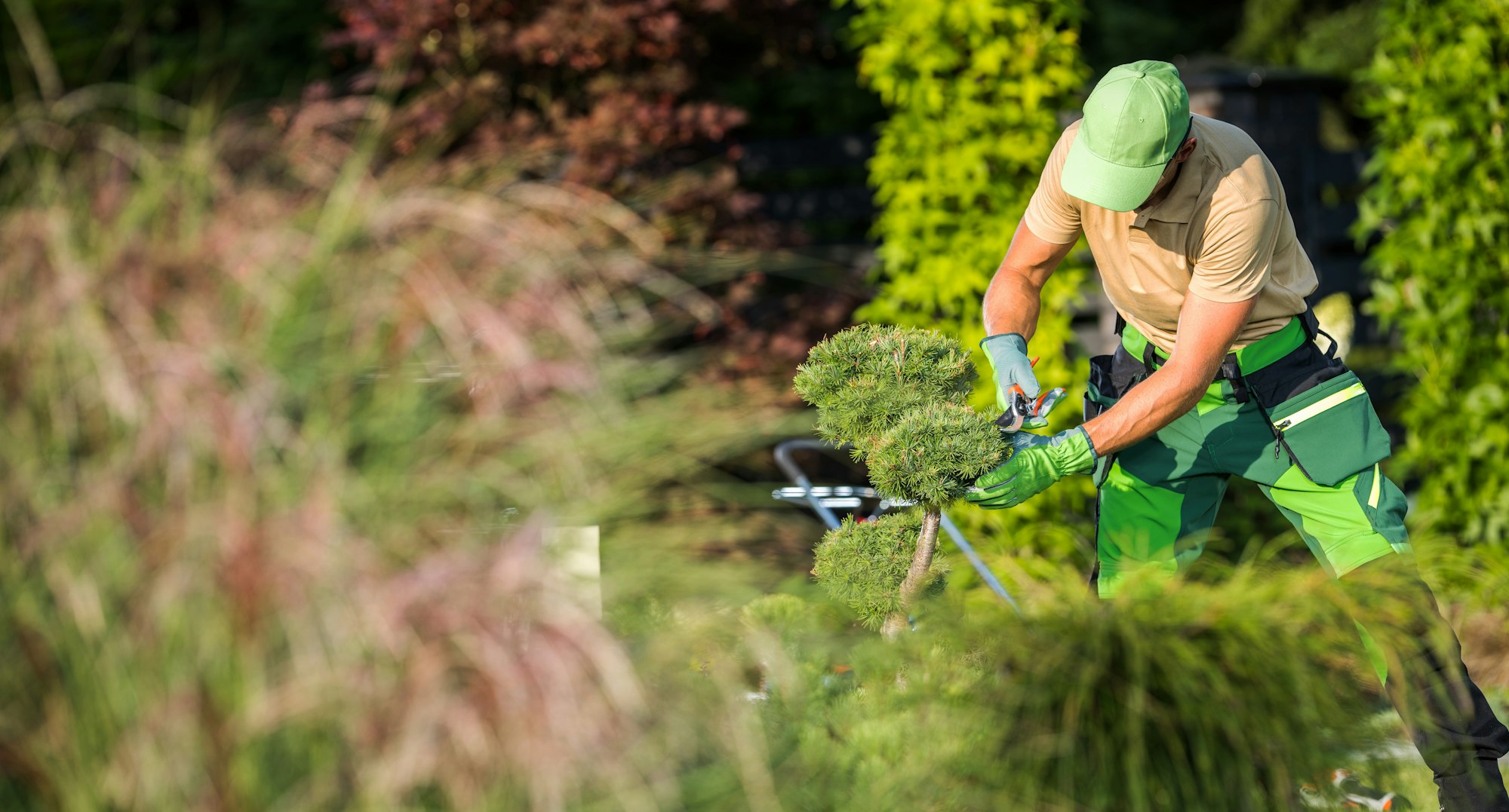 Garden Worker Using Pruning Shear to Cut Unhealthy Plant Branches