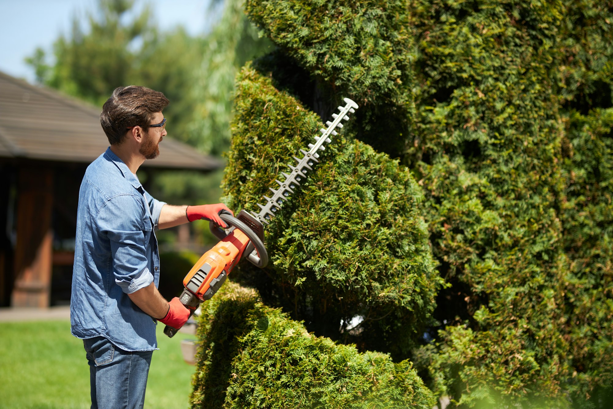 Skillful male landscaper shaping geometric ornament with hedge trimmer in topiary park.