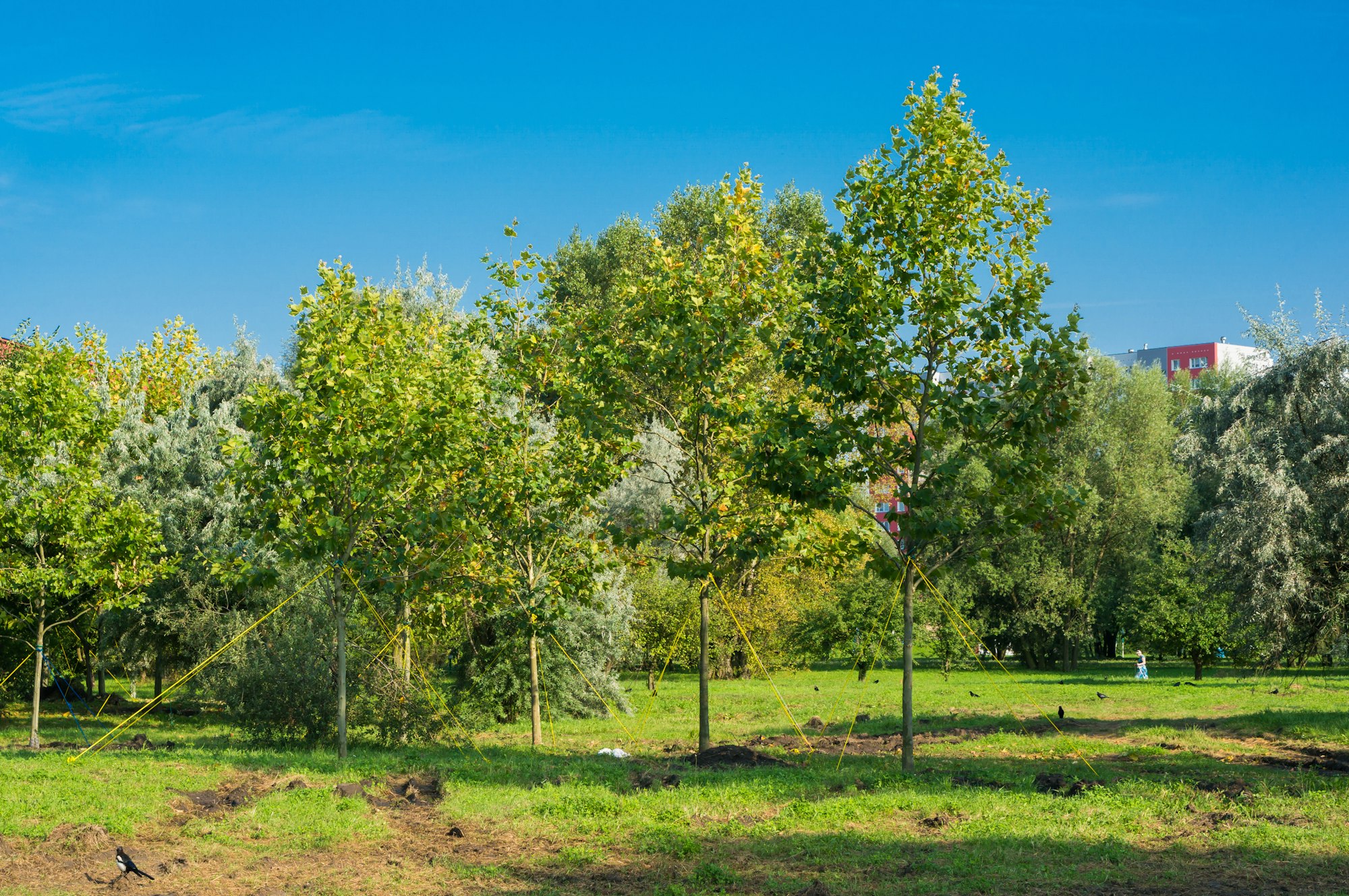 Trees stabilized with ropes at a park