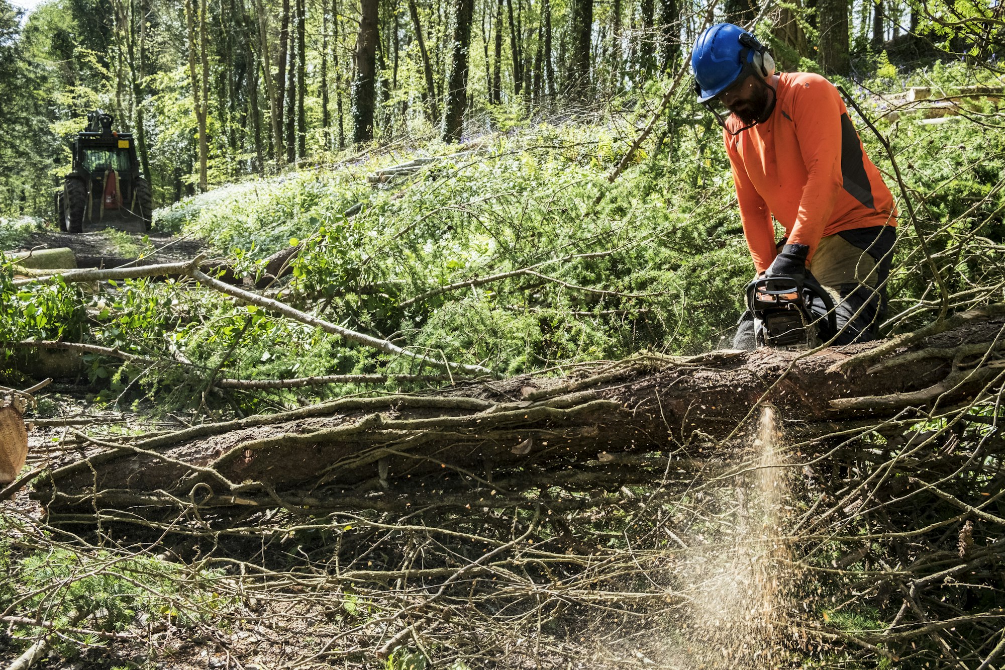 Man wearing bright orange top clearing part of forest. Cutting tree trunk with chain saw.